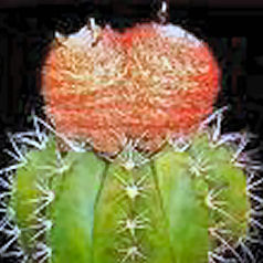 Cacto melocactus bahiensis